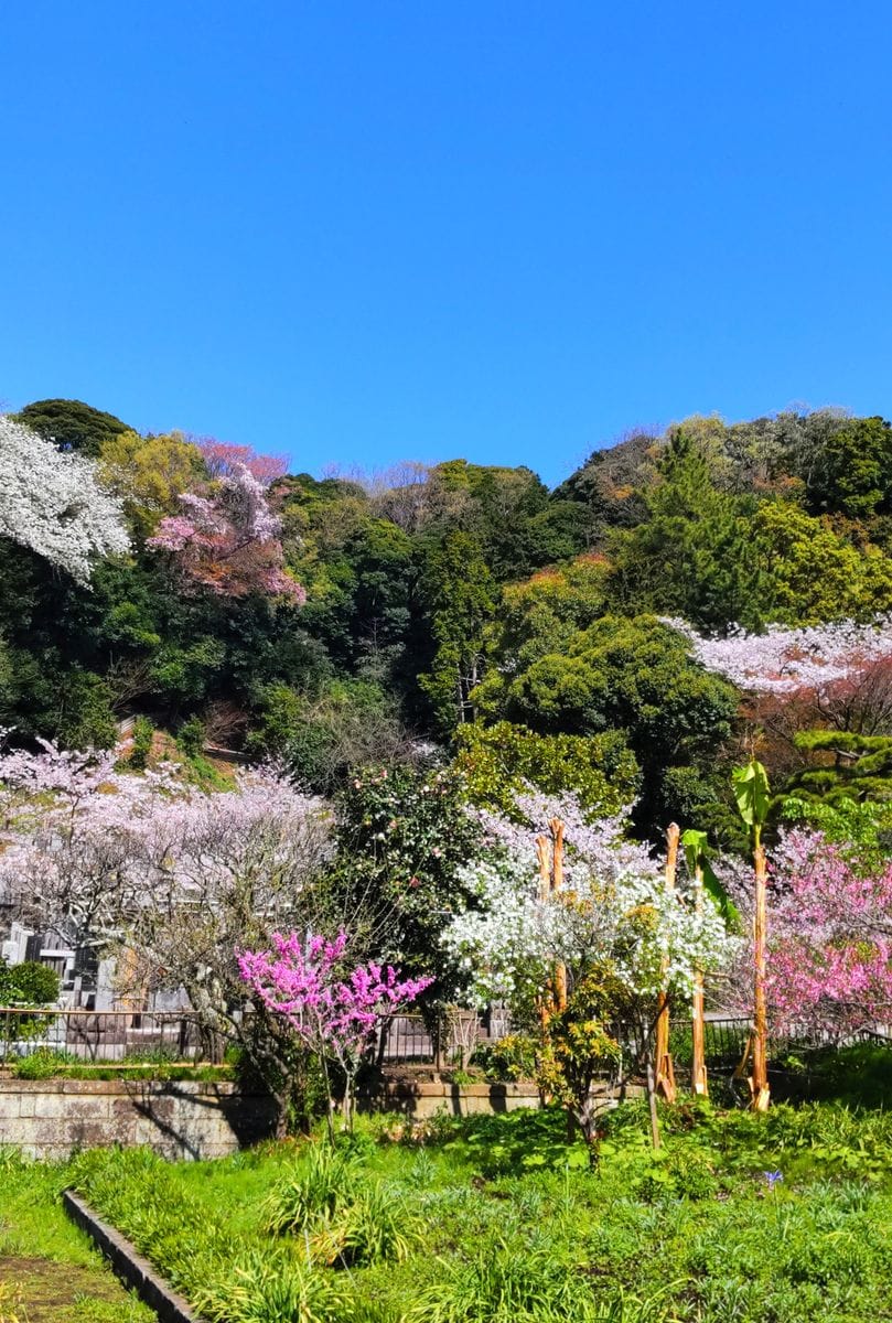 満開の山桜