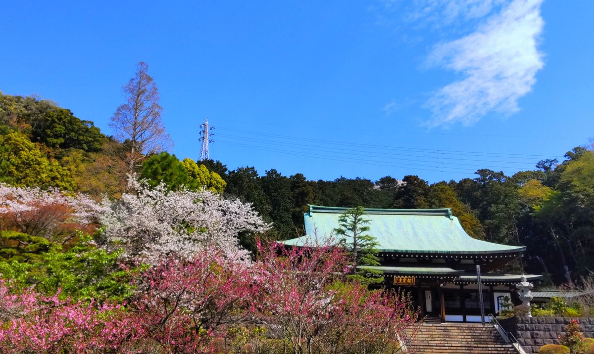 満開の山桜