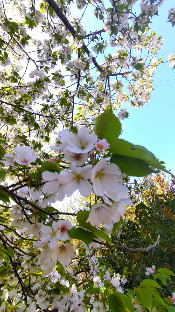 龍宝寺の山桜
