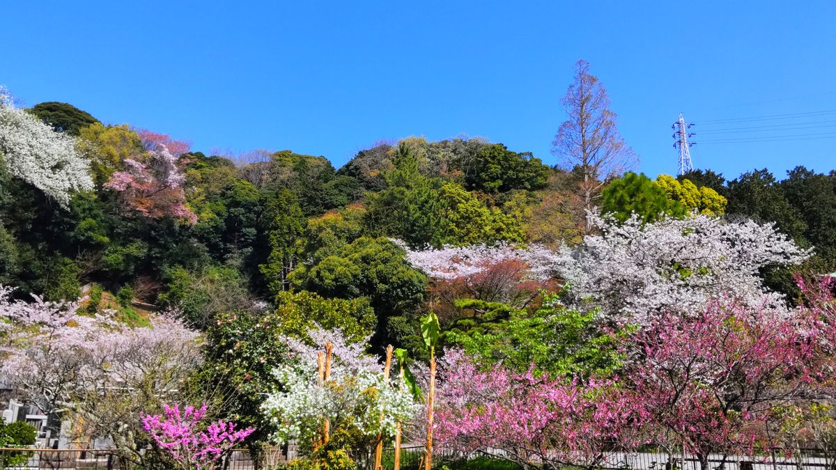 龍宝寺の山桜