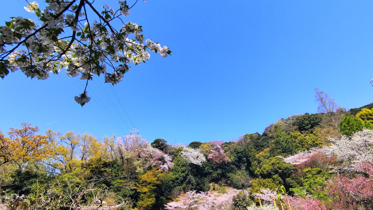 龍宝寺の山桜