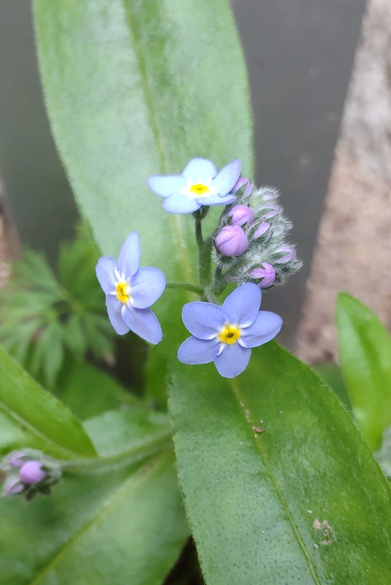 ３月に咲く青色の小花