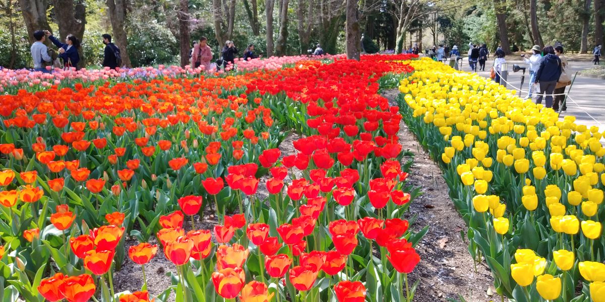 京都府立植物園で花散歩してきました。｜園芸日記by富山昌克（トミー）｜みんなの趣味の園芸｜1061334