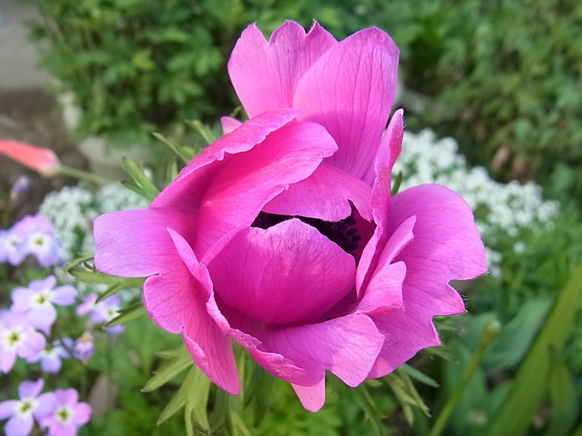 オステオスペルマムとアネモネの花