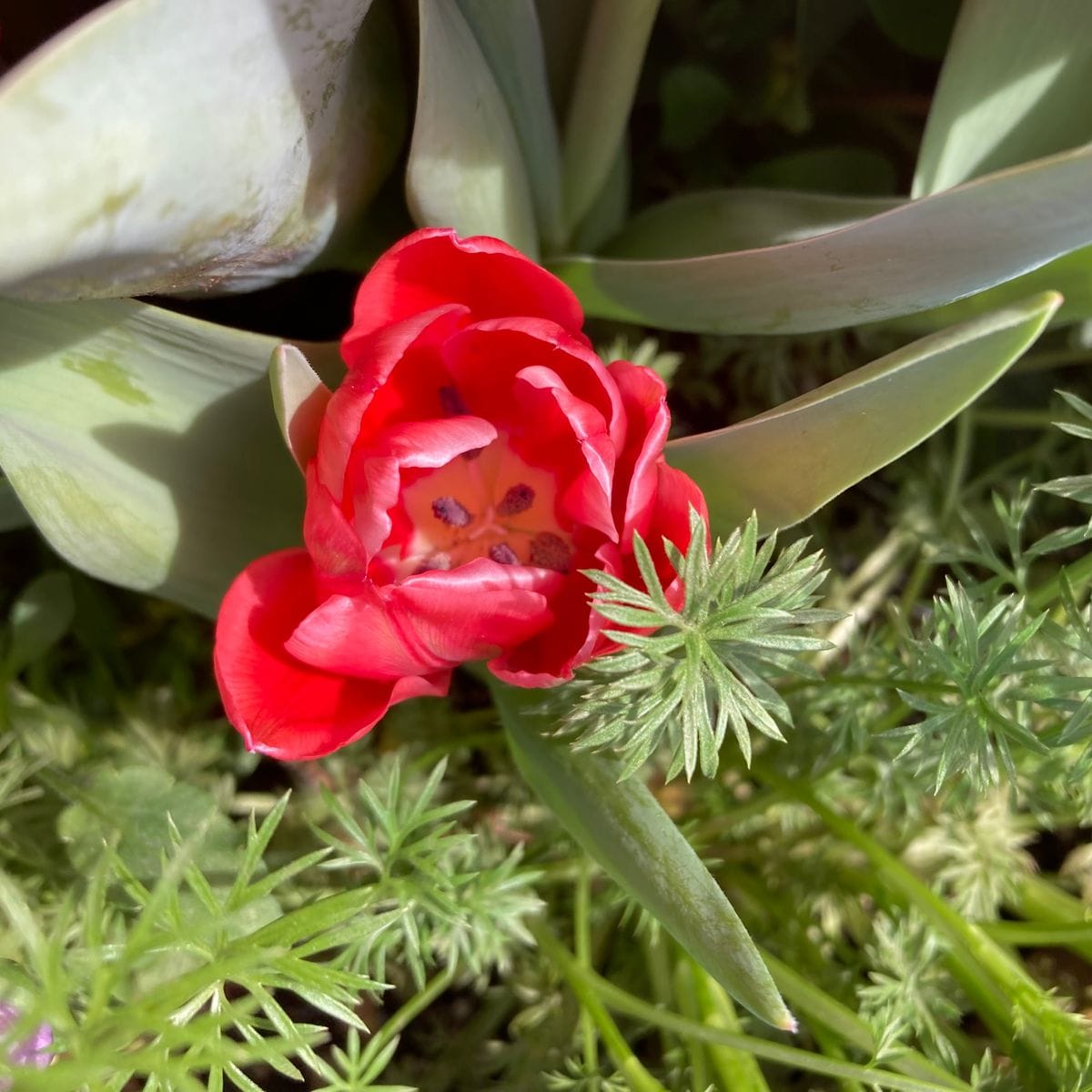 赤いチューリップが全て開花、グリーンピースの莢が膨らむ