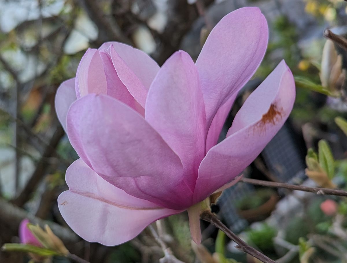 sachi様専用 本加賀友禅小紋 桜色地 / 桜枝花文様 トールサイズ 純正