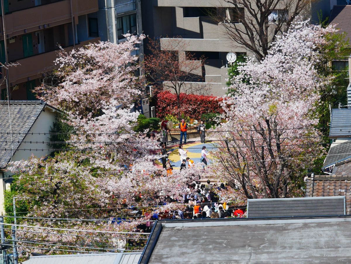 桜祭り