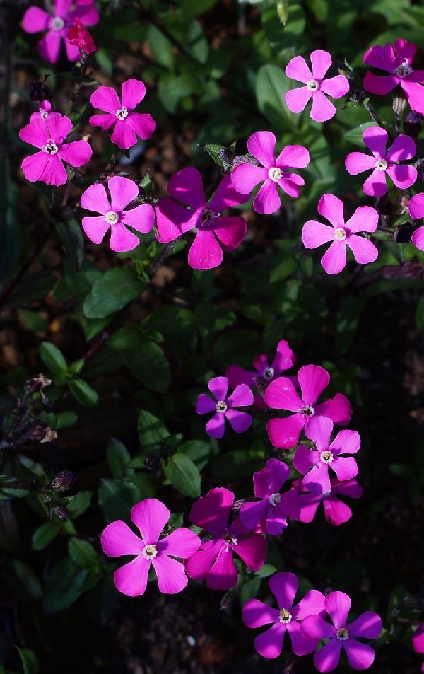 レンズ購入～CANON FD 50mm F1.8