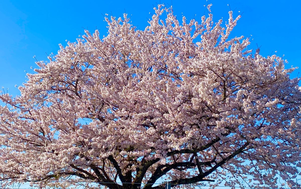 桜の大樹。私の部屋から💓｜園芸日記byミャーママ｜みんなの趣味の園芸