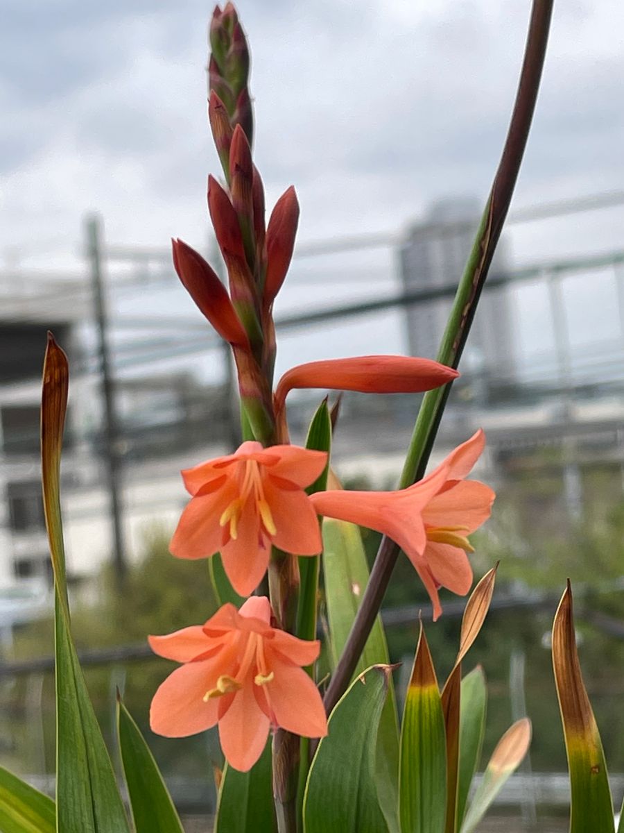 今朝咲いた花３種