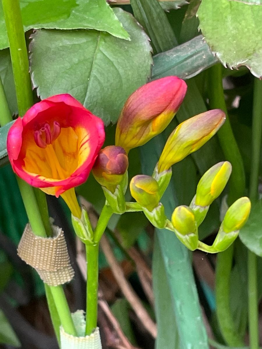 今朝咲いた花３種