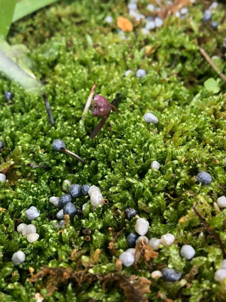 ベランダで山野草の花壇づくり　これはキバナヤマオダマキ？