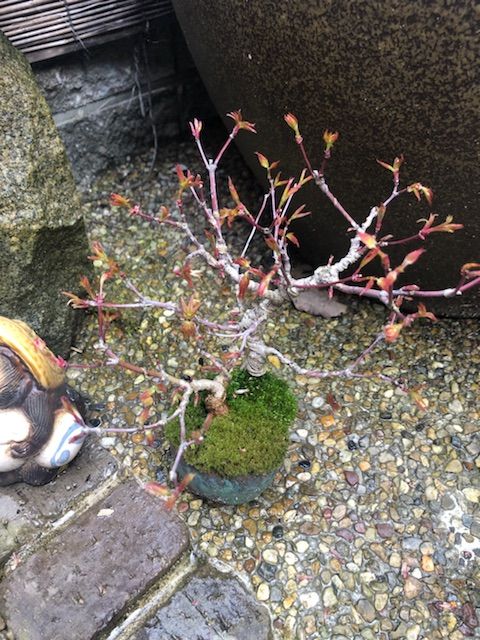 植木のお世話