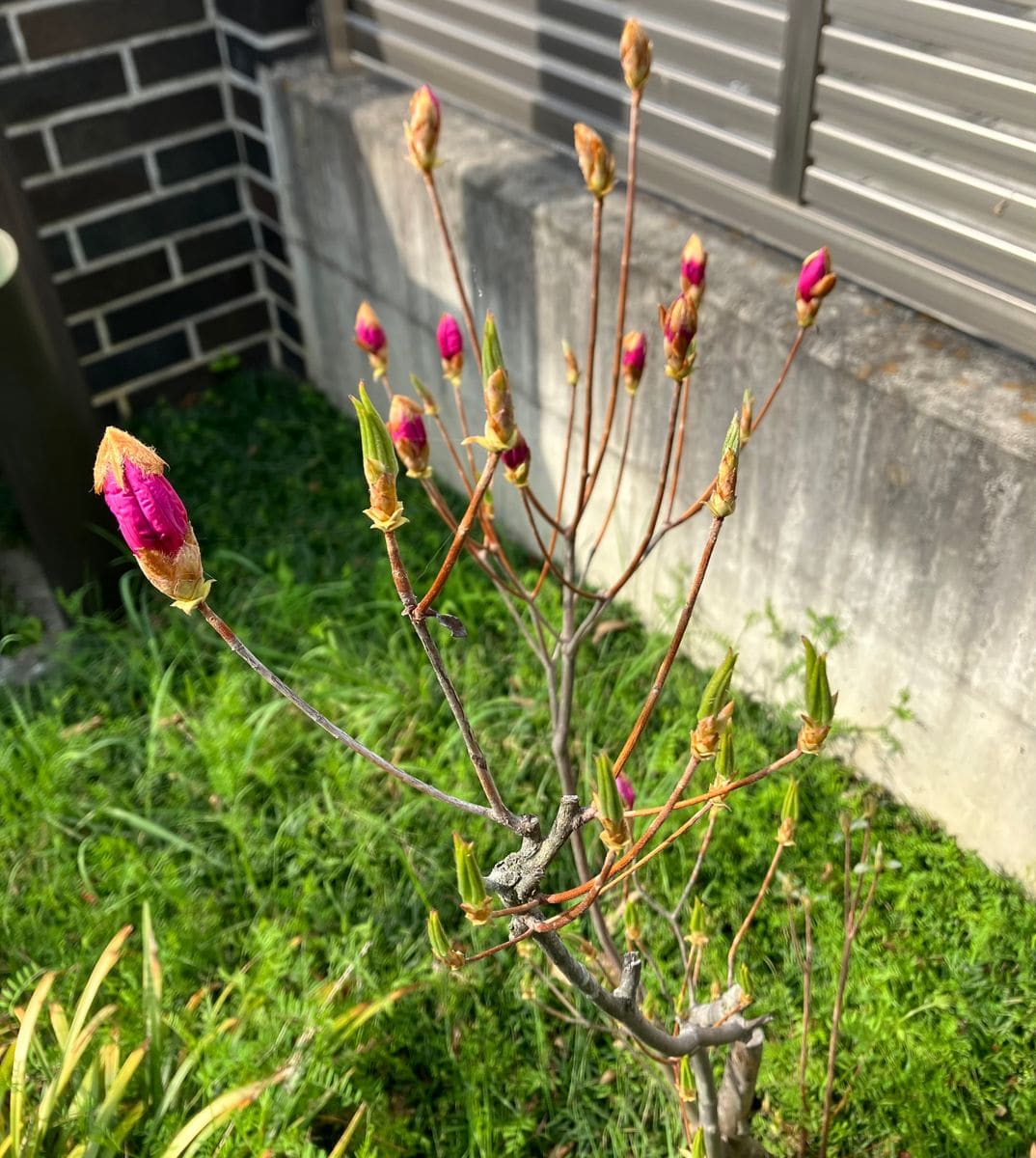 芝桜が咲きました♪