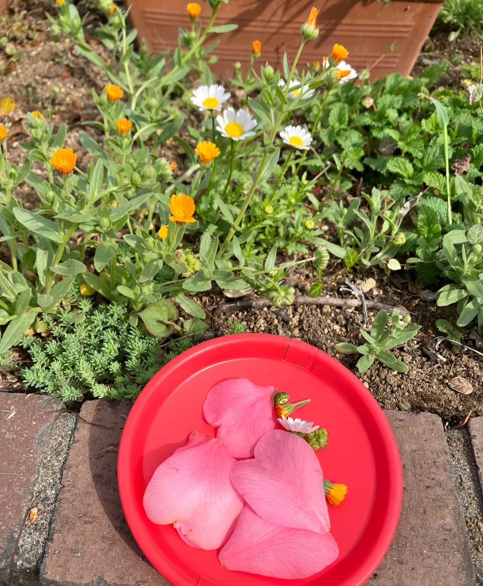 芝桜が咲きました♪