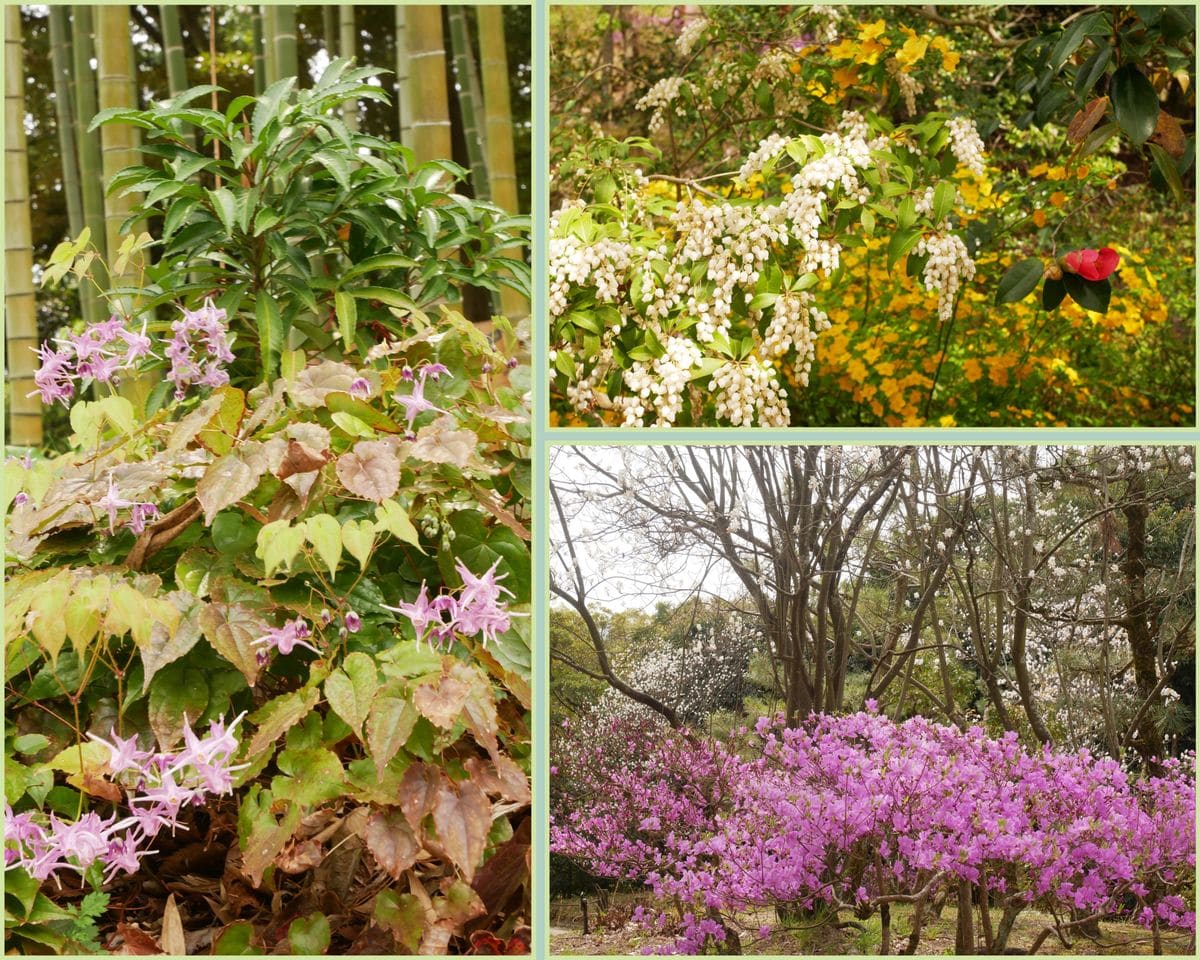 🌸🌷万博記念公園へ🌷🌸