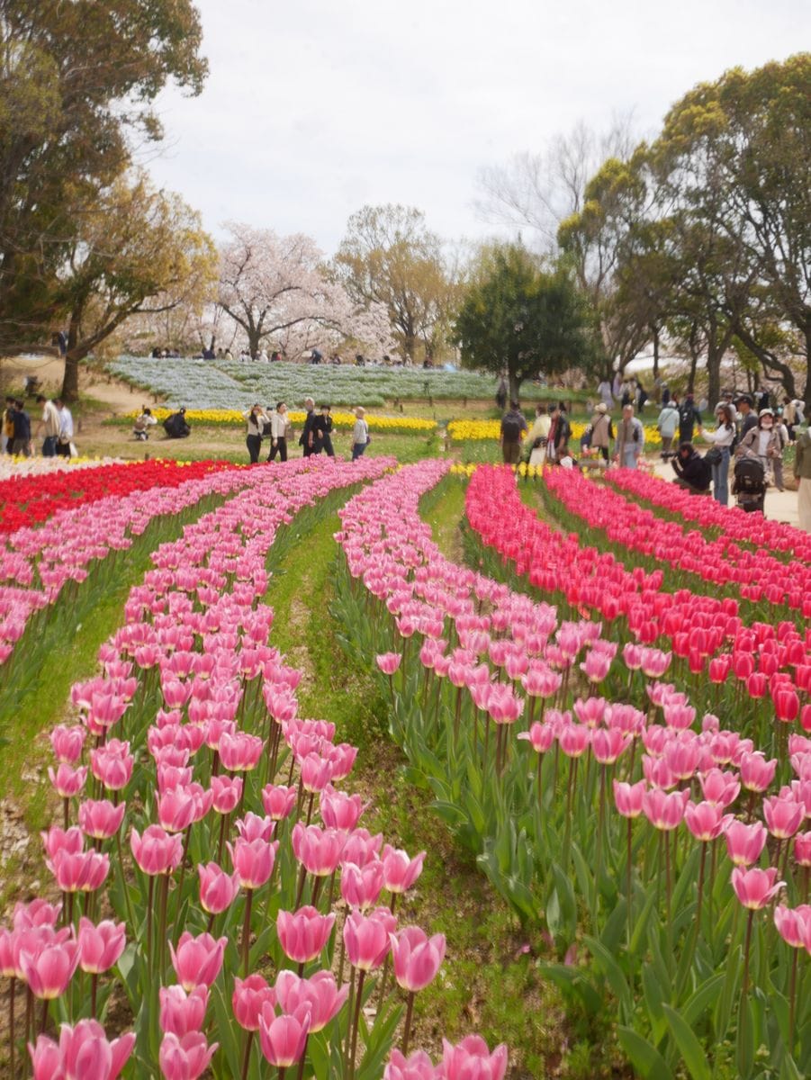 🌸🌷万博記念公園へ🌷🌸