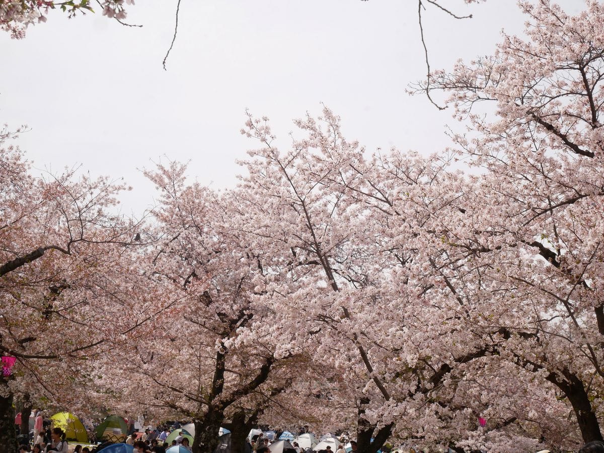 🌸🌷万博記念公園へ🌷🌸