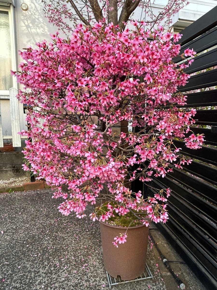 鉢植えのサクラ🌸の植え替えをしました