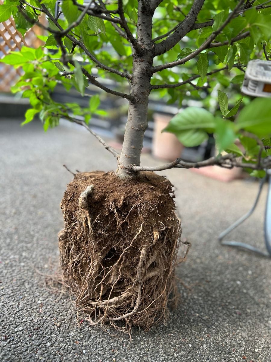 鉢植えのサクラ🌸の植え替えをしました