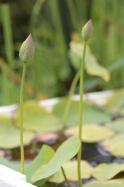 夏は水物だなあ