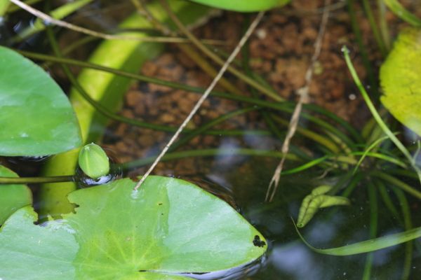 夏は水物だなあ