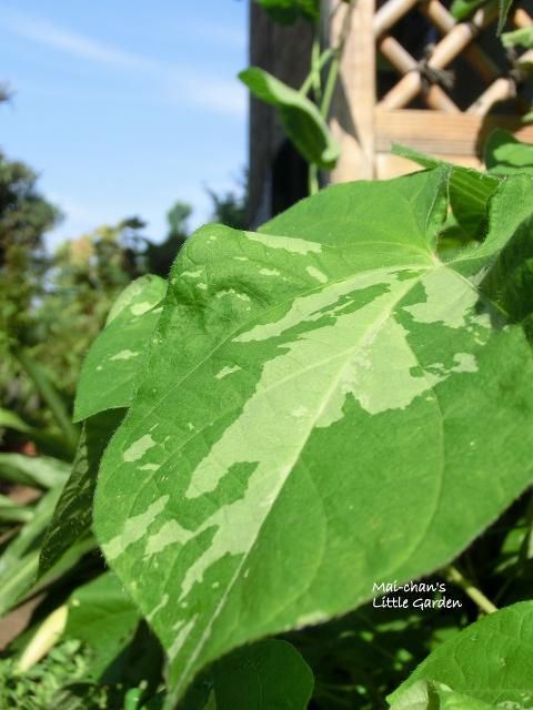 朝顔　葉は茂れども