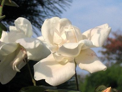 薔薇の花と、森の妖精