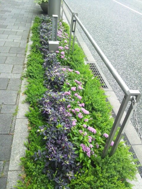 朝から六本木で植物のメンテナンス