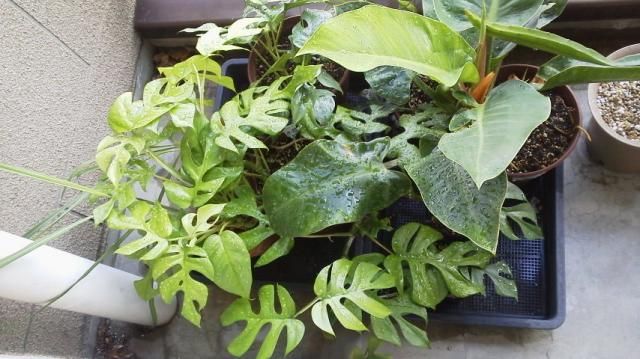 昨年挿し木した植物たち