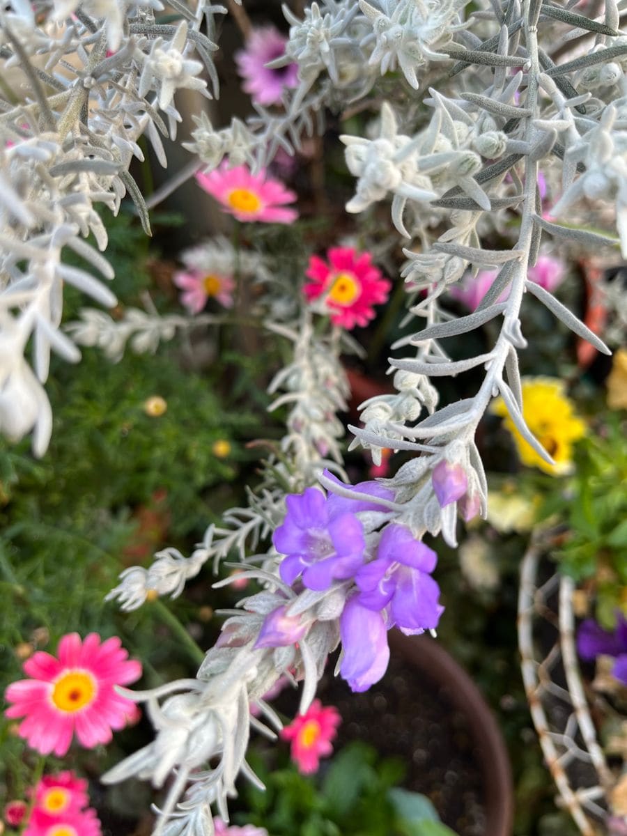 ダッチアイリスの初花