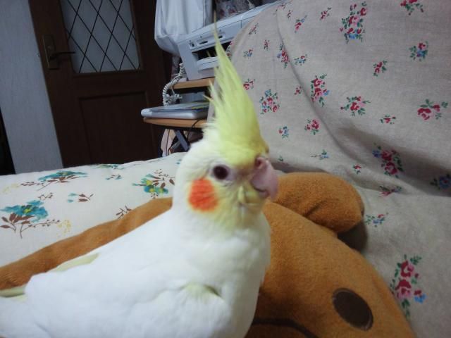 もも&レモン(サフィニア)と、もも&れもん(オカメインコ)