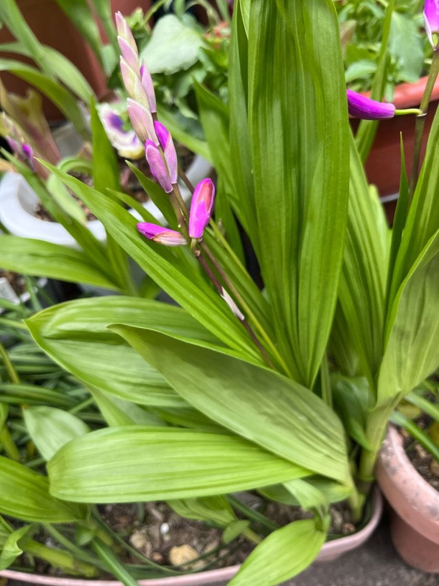 常緑アジサイの開花