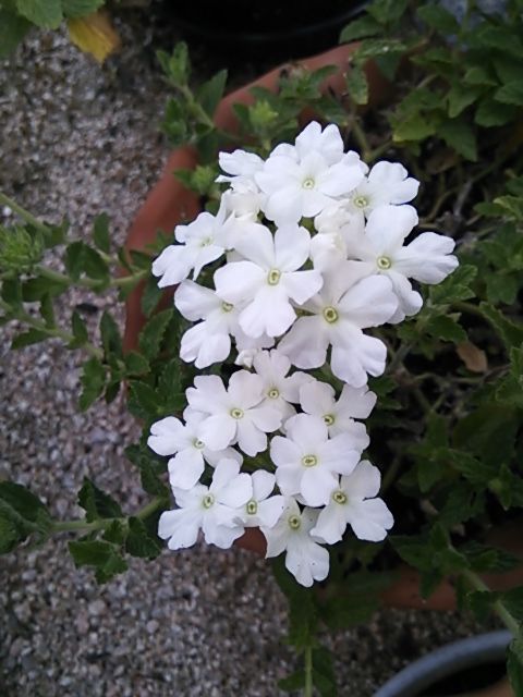 今日の花