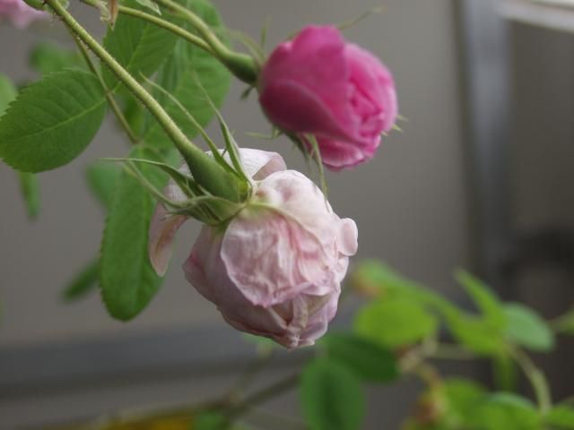 私の薔薇はどんな色