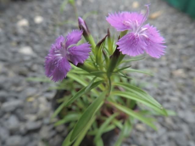 野草の花８０