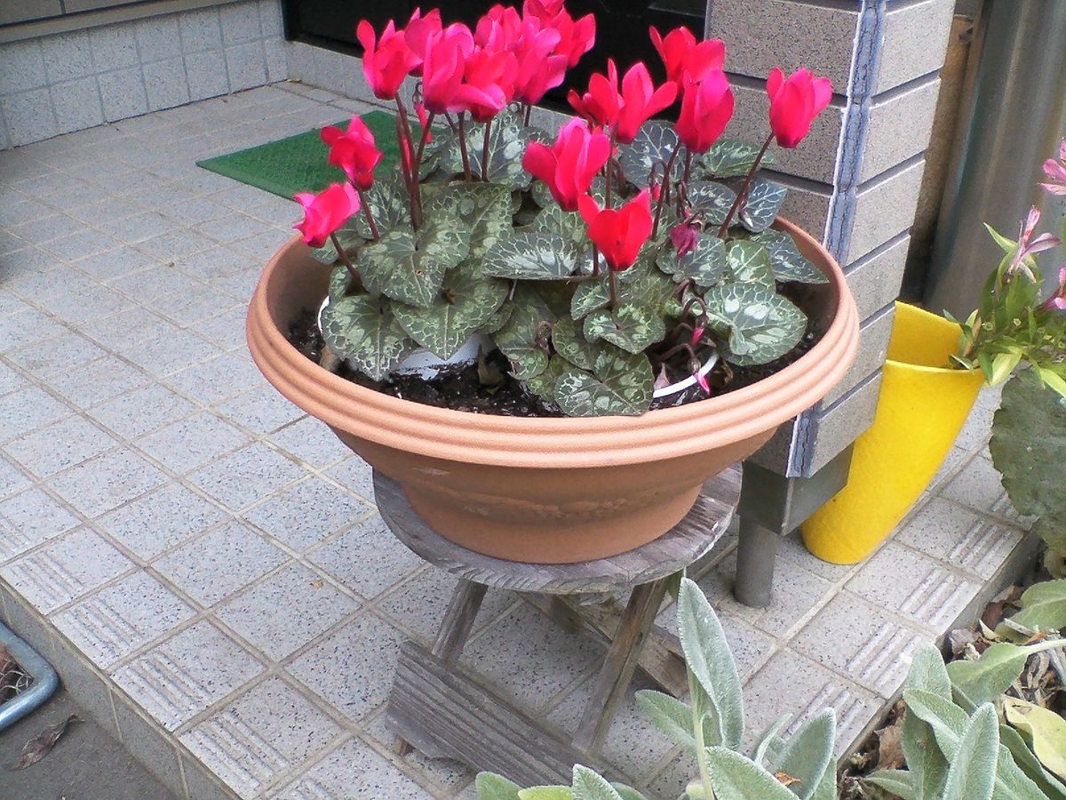 ヨーガの先生の花壇