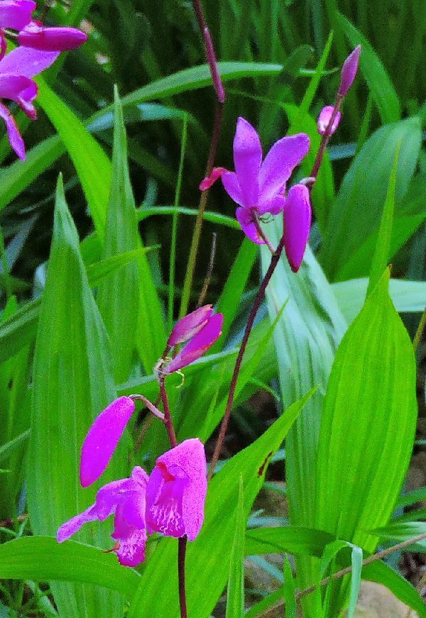 散歩道の花～