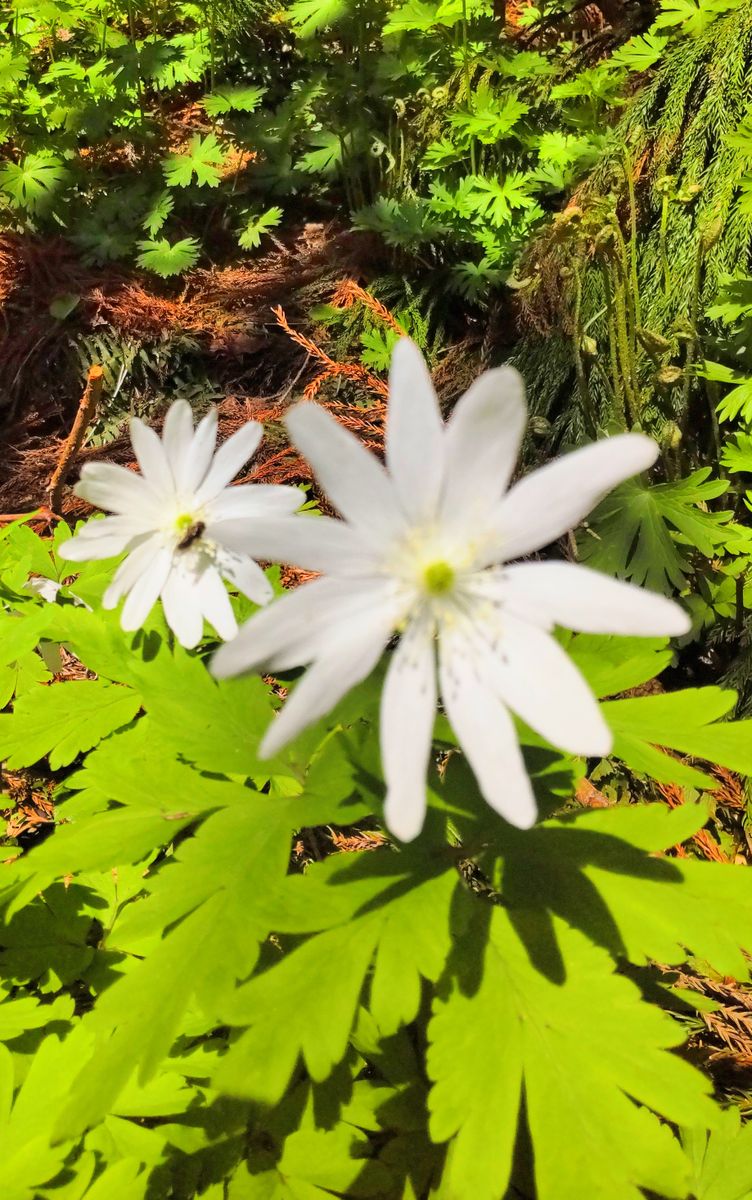 函館山の山野草⑦キクザキイチゲ