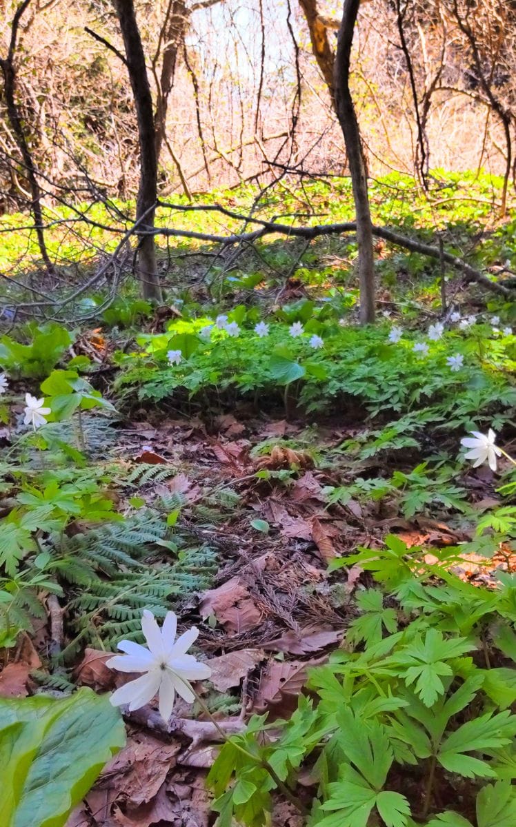 函館山の山野草⑦キクザキイチゲ