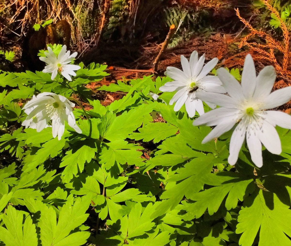 函館山の山野草⑦キクザキイチゲ