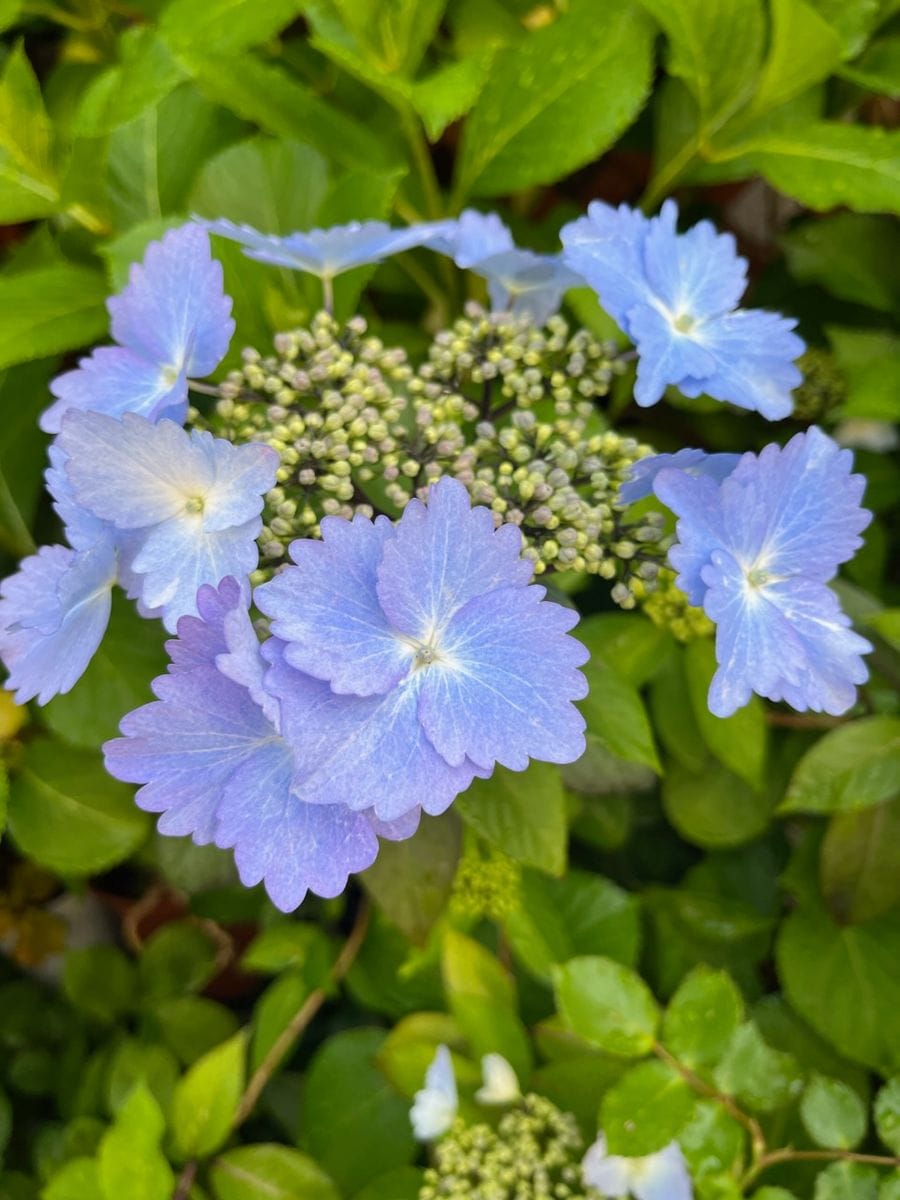 紫陽花が色づいた