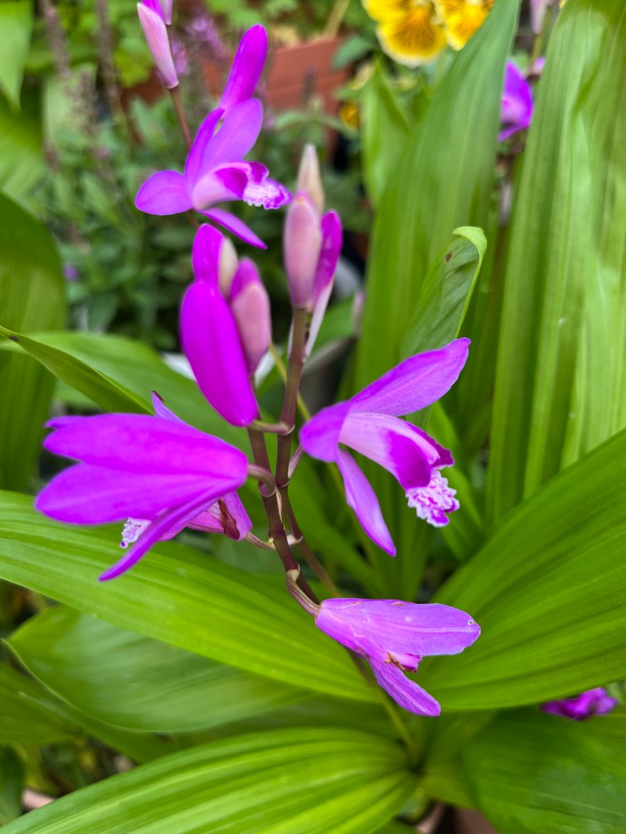 紫陽花が色づいた