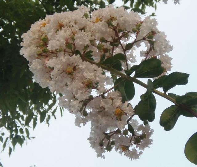 教えて花の名前。ウォーキング173日目