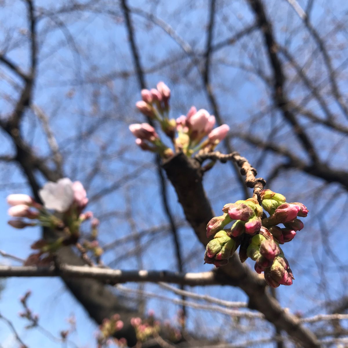 ずれずれ日記にっぽんの風景