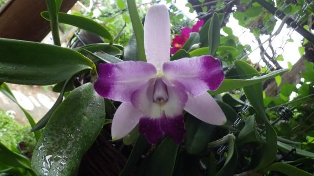 Lc.Cariard's Mini-Quinee'Blue Splash'