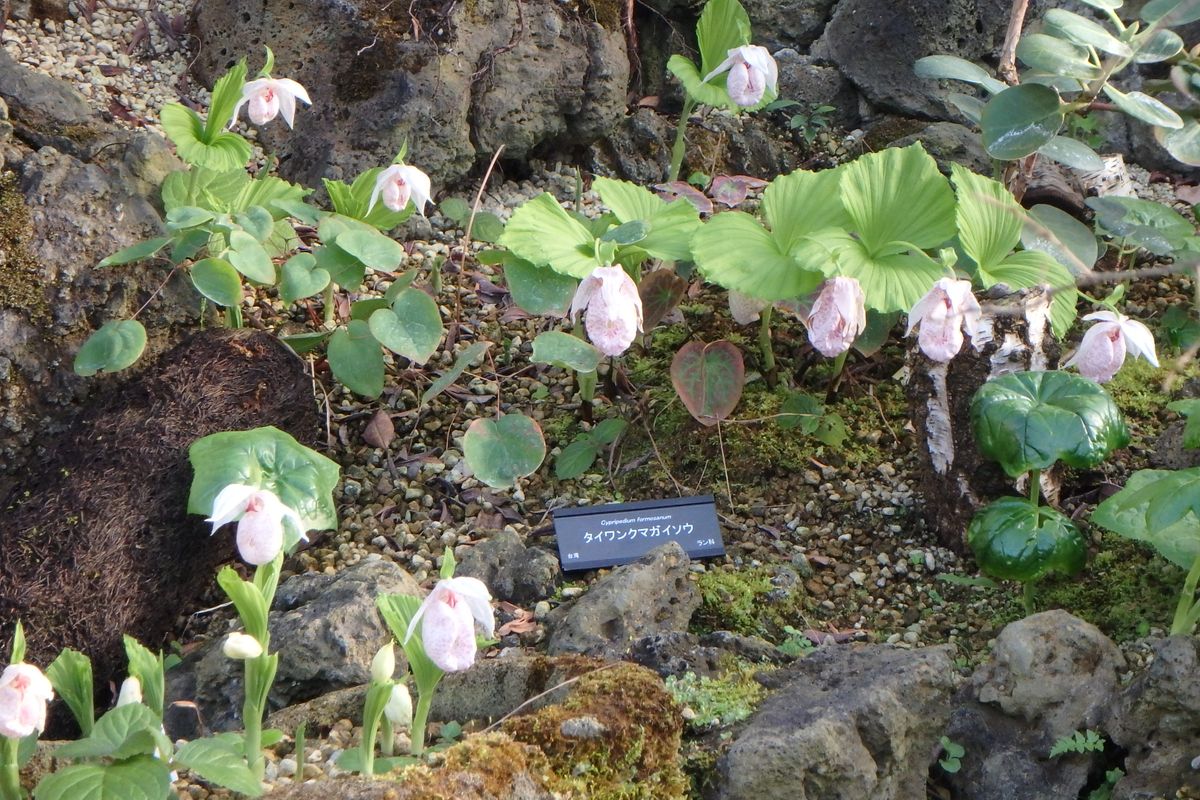 ボツ救済日記・咲くやこの花館の散歩道５４（春のお散歩編２）