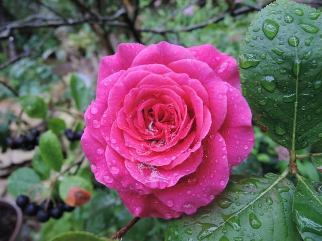 雨のバラ