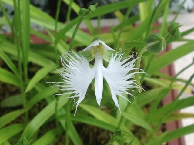 今日の花達！