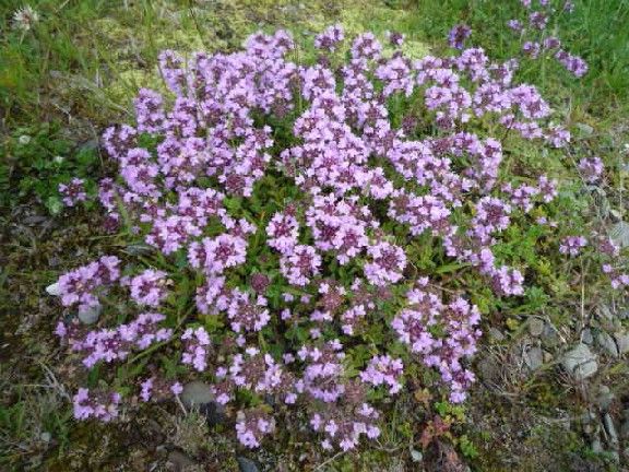 花のグルジア・ハイキング⑤